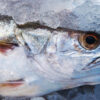Emballage poisson frais COPRIMA