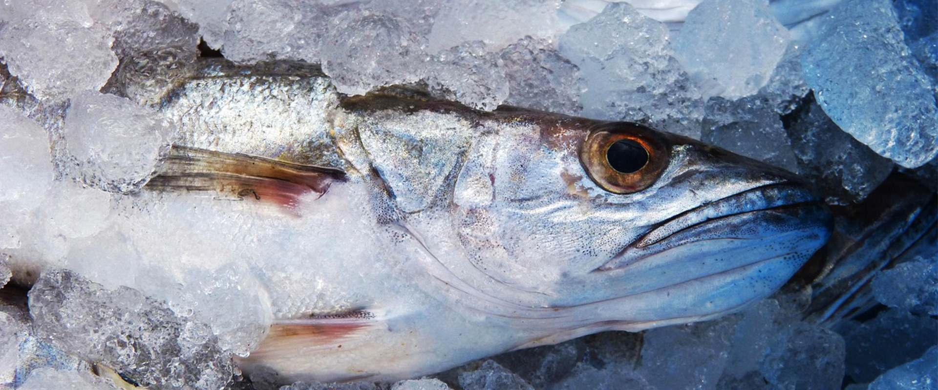 Emballage poisson frais COPRIMA
