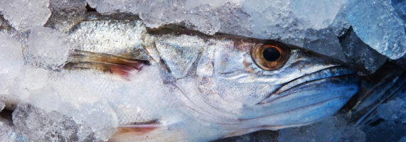 Emballage poisson frais COPRIMA