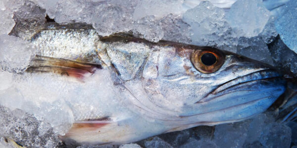 Emballage poisson frais COPRIMA